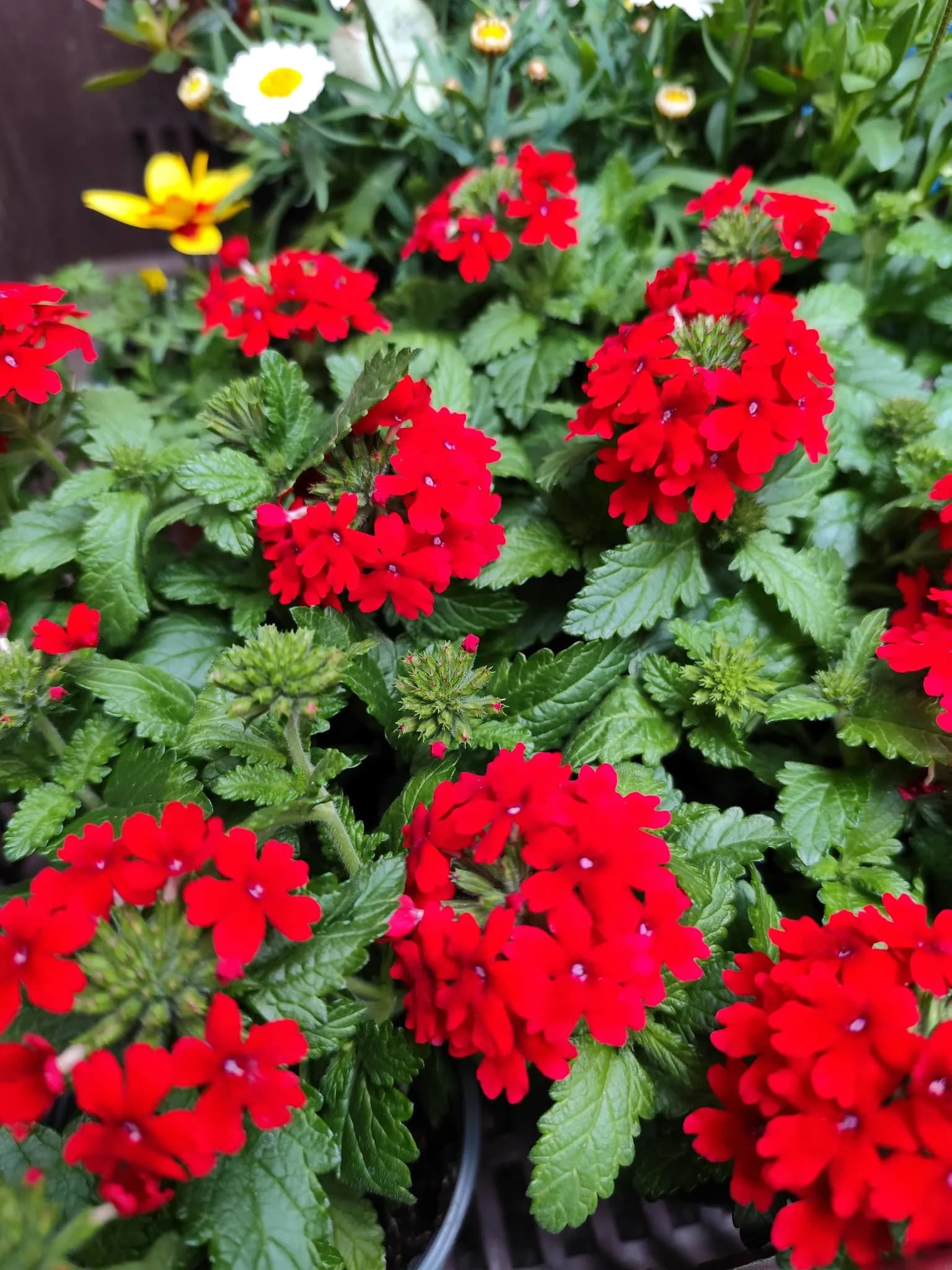 Verbena hrnková – zahradnictví Chlumec nad Cidlinou
